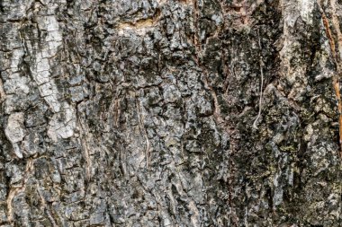 Ağaç kabuğu dokusu basit arkaplan