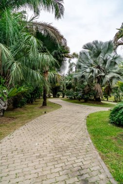 Parkta yeşil palmiye ağaçları olan beton patika.