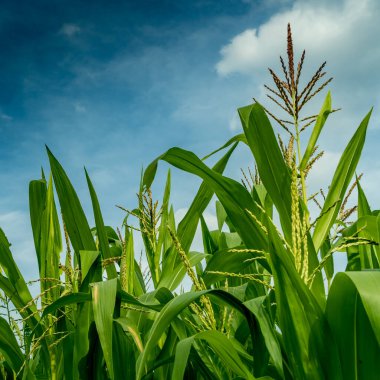 Beyaz bulutlu mısır tarlası ve mavi gökyüzü arkaplanı