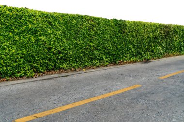 Beton kaldırımlı yeşil çit ve asfalt yolda beyaz arka planda izole