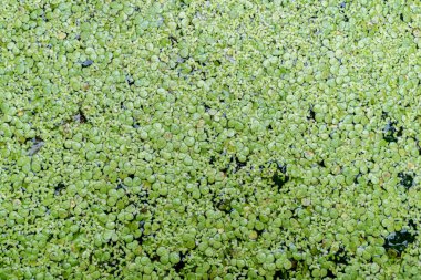 Yeşil tatlı su eğreltiotu, sivrisinek eğreltiotu