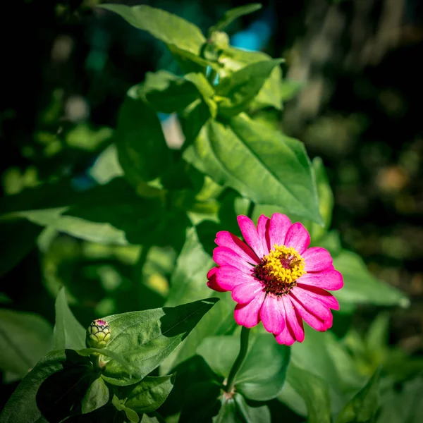 緑色の葉にピンクの花を咲かせます — ストック写真