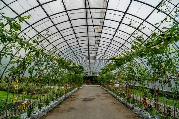 Green Tunnel Plants Concrete Floor — Stock Photo, Image