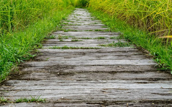 Betonnen Pad Rijst Paddy Ingediend — Stockfoto