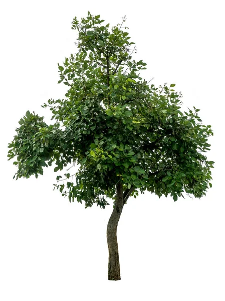 Albero Verde Isolato Sfondo Bianco — Foto Stock