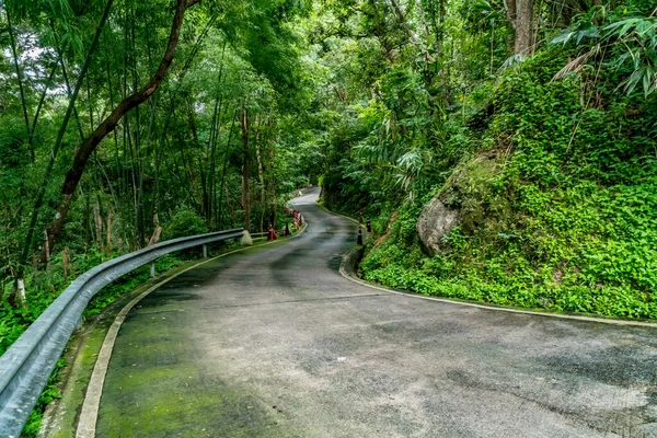 Дорога Зеленим Тропічним Лісом Сільській Місцевості Таїланду — стокове фото