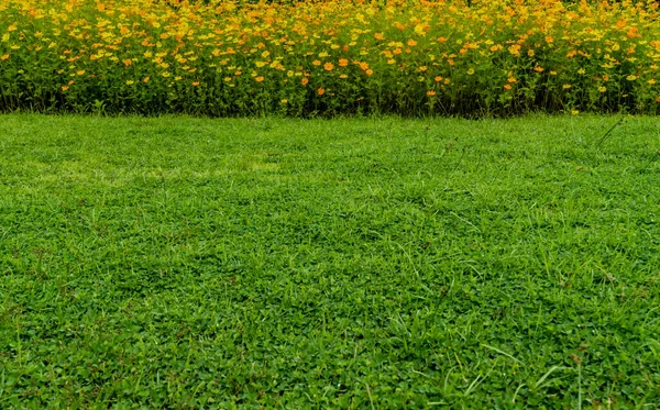 Pomarańczowe Żółte Kwiaty Łóżko Zieloną Trawą Parku — Zdjęcie stockowe