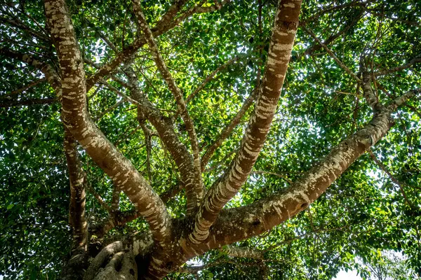 Vrchol Zelených Stromů Pohled Zdola — Stock fotografie