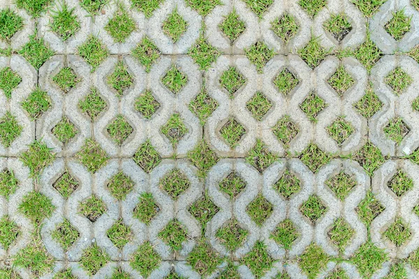 Бетонный Блочный Пол Зеленой Травой — стоковое фото
