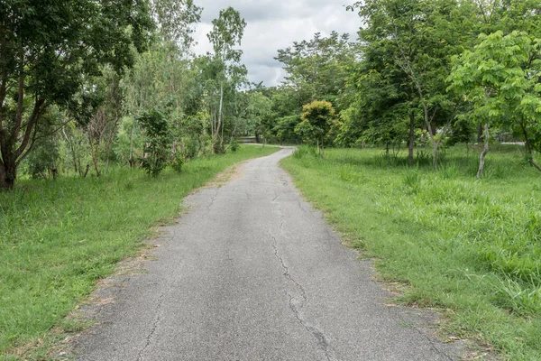 Asfalto Strada Campagna Con Alberi Verdi — Foto Stock