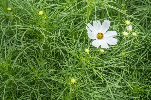 Flor Branca Fundo Folhas Verdes — Fotografia de Stock