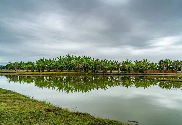 Bananiers Verts Avec Lac Vert Sur Fond Ciel Nuageux Foncé — Photo
