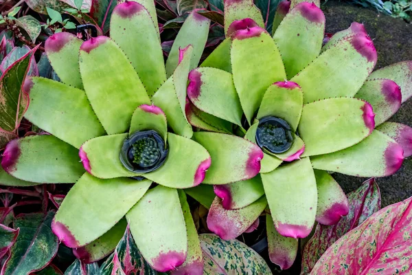 Κάτοψη Του Bromeliaceae — Φωτογραφία Αρχείου