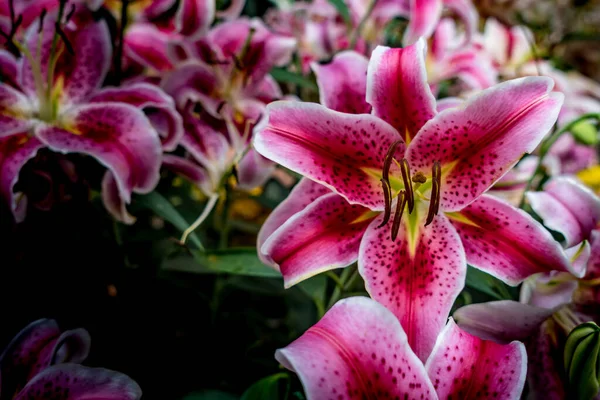 Rode Roze Lelie Groene Bladeren Achtergrond — Stockfoto