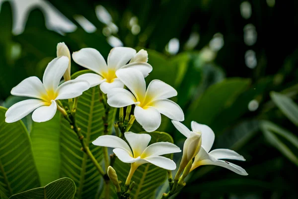 Plumeria Fleurs Avec Fond Feuilles Vertes — Photo