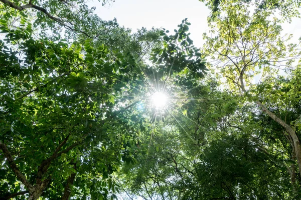 Árvores Verdes Topo Com Céu Azul Feixe Sol — Fotografia de Stock