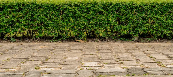Recinzione Siepe Verde Con Strada Blocco Cemento — Foto Stock
