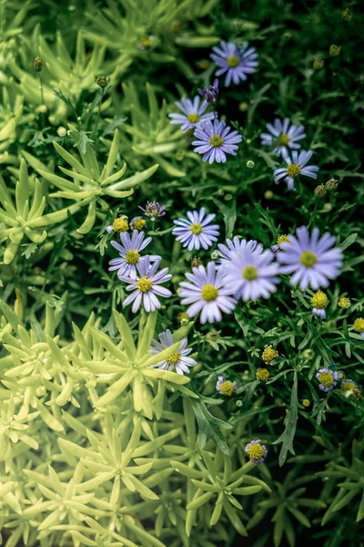 Imagem Pequenas Flores Margarida Roxas Com Folhas Verdes — Fotografia de Stock