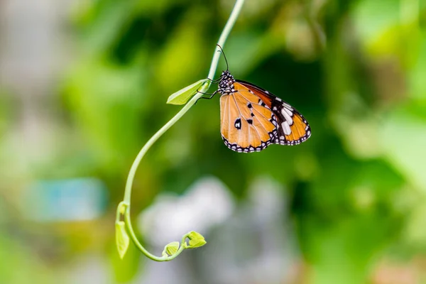 Borboleta Fundo Verde Planta — Fotografia de Stock