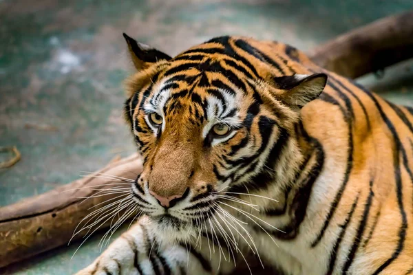 Image Rapprochée Tigre Bengale — Photo