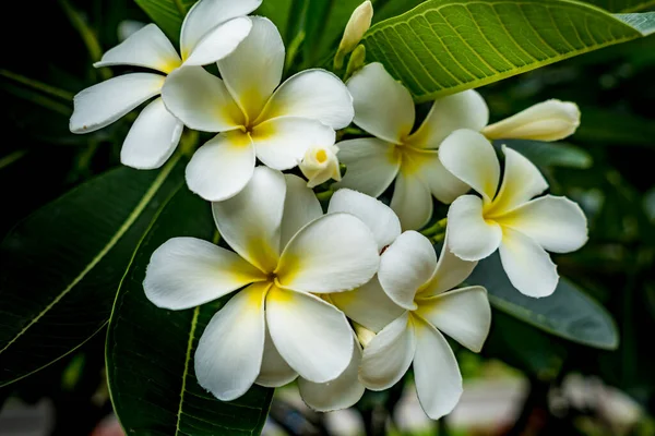 Квіти Сливи Фоном Зеленого Листя — стокове фото