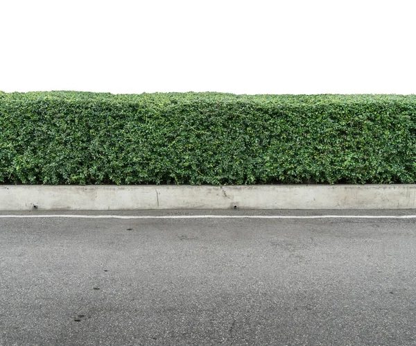 Clôture Haie Verte Isoler Sur Fond Blanc Avec Chemin Coupe — Photo