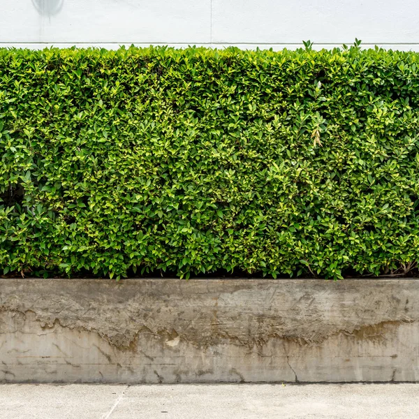 Cerca Sebe Verde Com Estrada Concreto — Fotografia de Stock