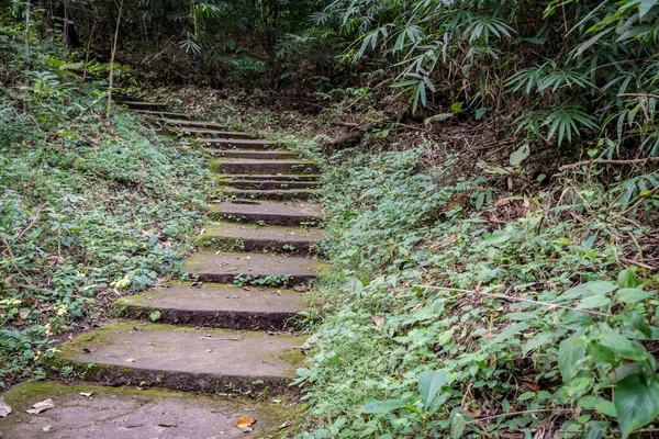 Escadaria Concreto Envelhecido Floresta — Fotografia de Stock