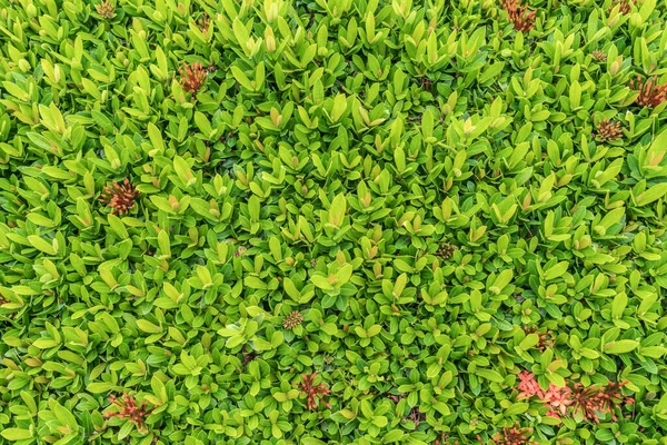 Hojas Verdes Suelo Con Flores Ixora Roja Flores Espiga —  Fotos de Stock