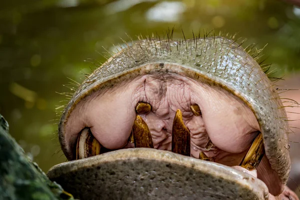 Närbild Flodhäst Mun — Stockfoto