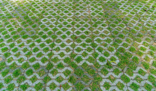 Betonnen Blok Vloer Met Groen Gras — Stockfoto