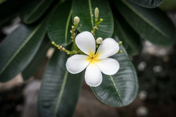 Fiori Plumeria Con Sfondo Foglie Verdi — Foto Stock