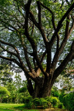 Büyük ağaç dalı ve yeşil yapraklar