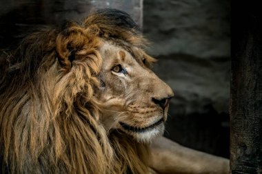 Lion 'un yüzünü kapat.