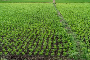 Yolu olan yeşil bitkiler tarlası