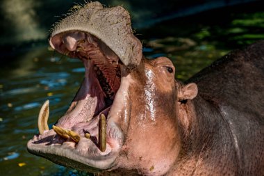 Suaygırının ağzını açtığı görüntüyü kapat.