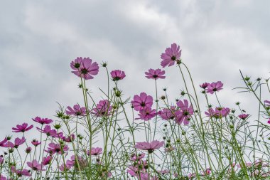 Bulutlu arka planda Mor Kozmos çiçeklerinin dibinden görünüm