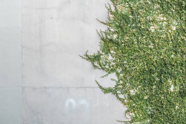 Yeşil yapraklı beyaz beton duvar