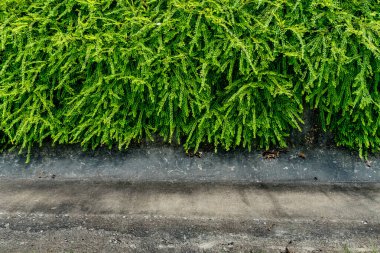 Yeşil yaprak duvar arkaplanı resmi