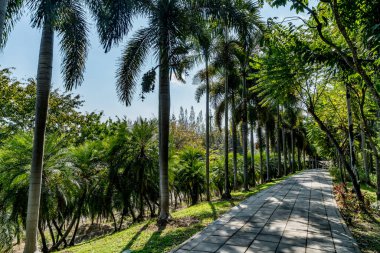 Parkta yeşil palmiye ağaçları olan beton patika.