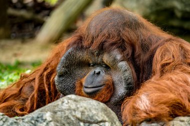 Loneley 'in eski kahverengi Orangutan resmi kayanın arkasında oturuyor.