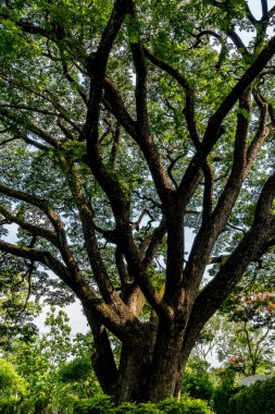 Büyük ağaç dalı ve yeşil yapraklar