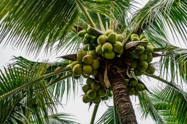 Yeşil Hindistan cevizi ağaçlarının resmi