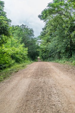Yeşil ağaçlı tozlu köy yolu