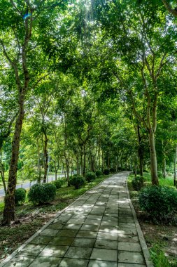 Parkta yeşil ağaçlar olan beton blok yol