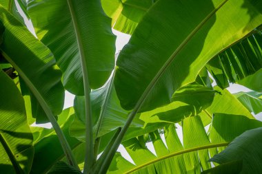 Dev yeşil muz yapraklarının görüntüsü