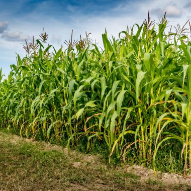 Beyaz bulutlu mısır tarlası ve mavi gökyüzü arkaplanı