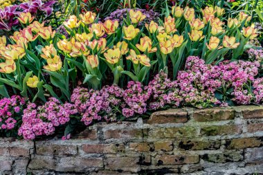 Güzel sarı lale Eski tuğla duvarda renkli çiçekler