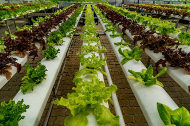 Hidroponik çiftliğinde taze yeşil marul.