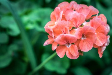Yeşil arkaplanda turuncu kırmızı sardunya çiçeği